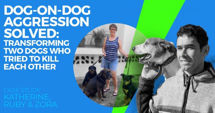 dog on dog aggression solved