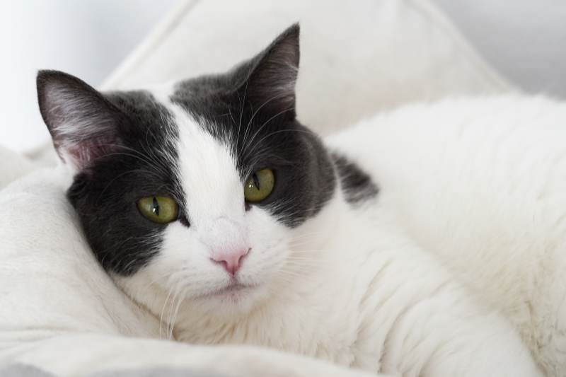 We-Have-a-Cleo-Introducing-Our-New-Cat.jpg