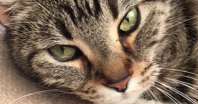 Feline Rescue Cat Tales: Nelson’s 12th Birthday