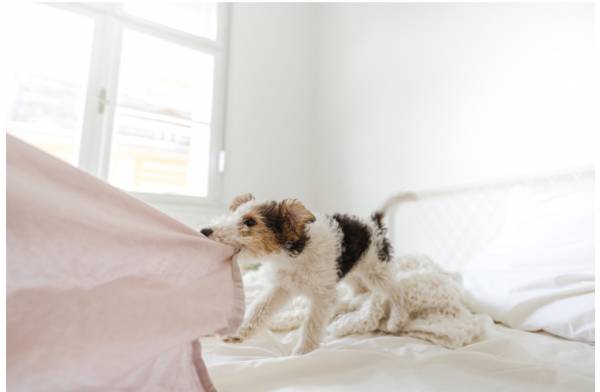 Inside The Canine Mind: Why Sensory Enrichment Matters
