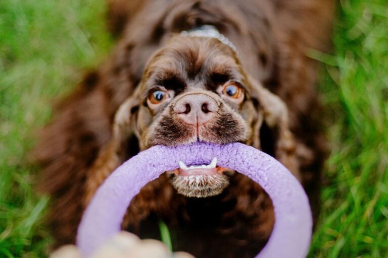 Four Week Dog Fitness Challenge for Healthy Pups