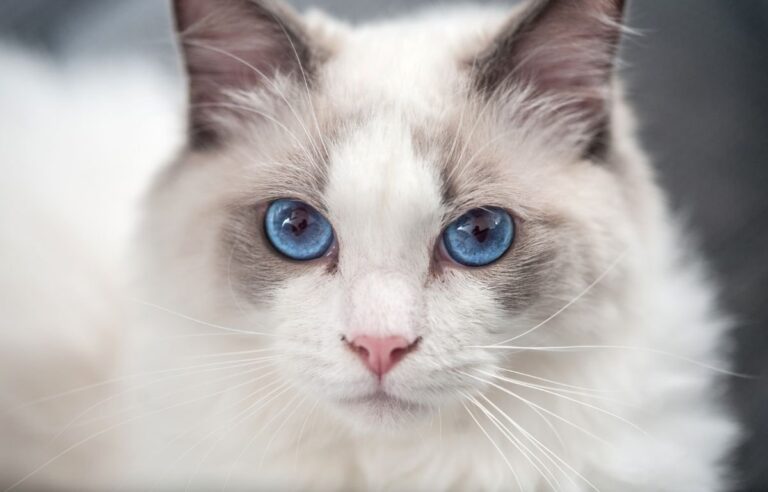 5 Ways Cats Communicate Without Meowing