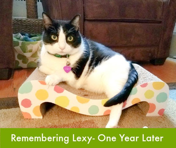 A Year Without Lexy | Lola The Rescued Cat