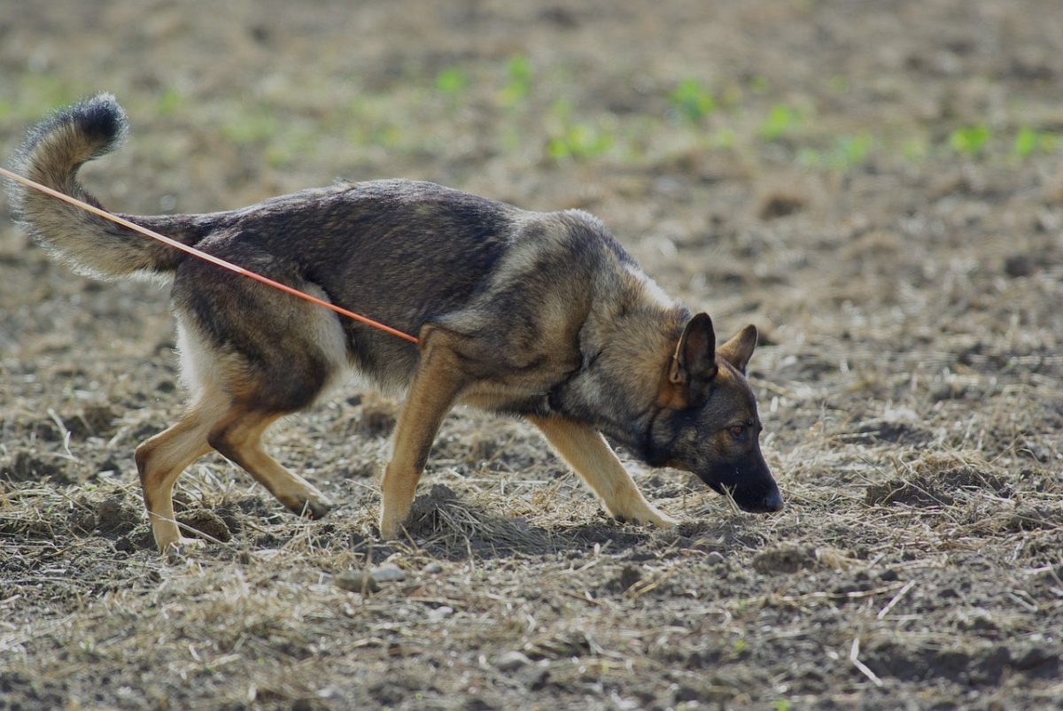 11 Dog Breeds With Natural Talent For Scent Work