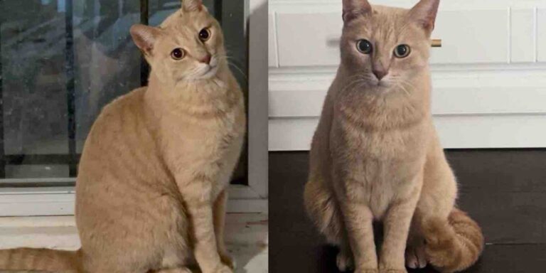 Cat Left Outside Tries to Get Back Indoors, Once a Family Welcomes Him in, He’s Determined to Win Them Over