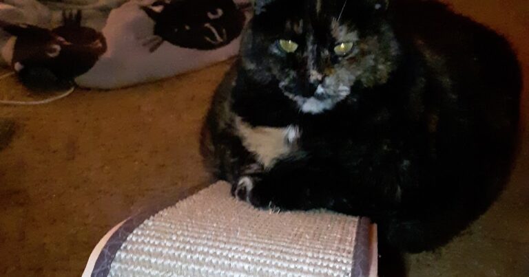 Melissa’s Mochas, Mysteries and Meows: New Scratcher #SundaySelfie