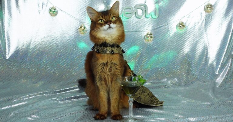 My Crazy 2025 Highlights – Summer’s Fabulous Cat Life