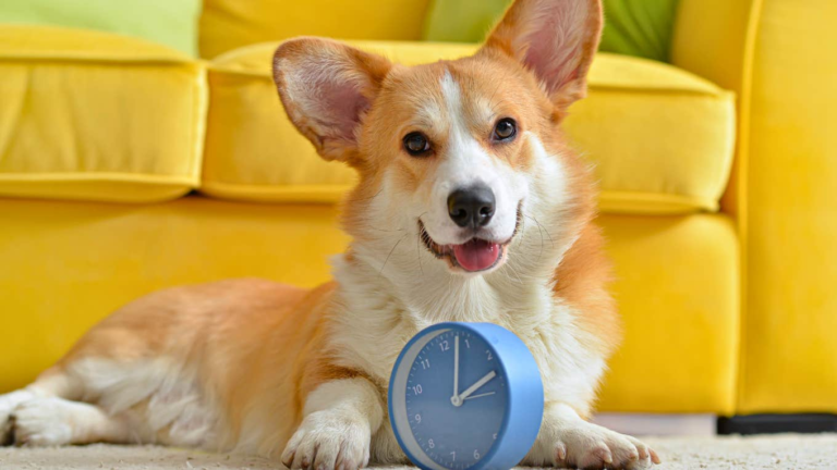 Dog Trainer Victoria Stilwell Reveals How Dogs Smell Time