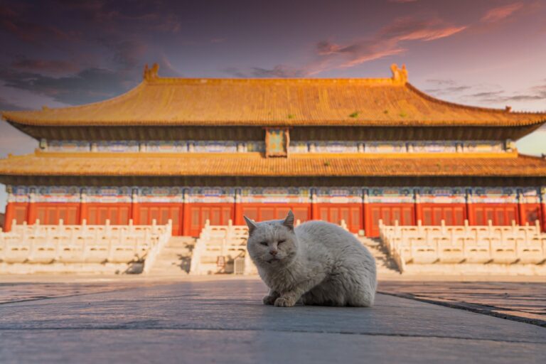 14 epic things to do in Beijing for cat lovers: palaces, cafés, Great Wall day trips, and more