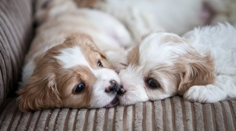 Adopting Two Puppies Together Sounds Perfect. Here’s The Part No One Talks About.