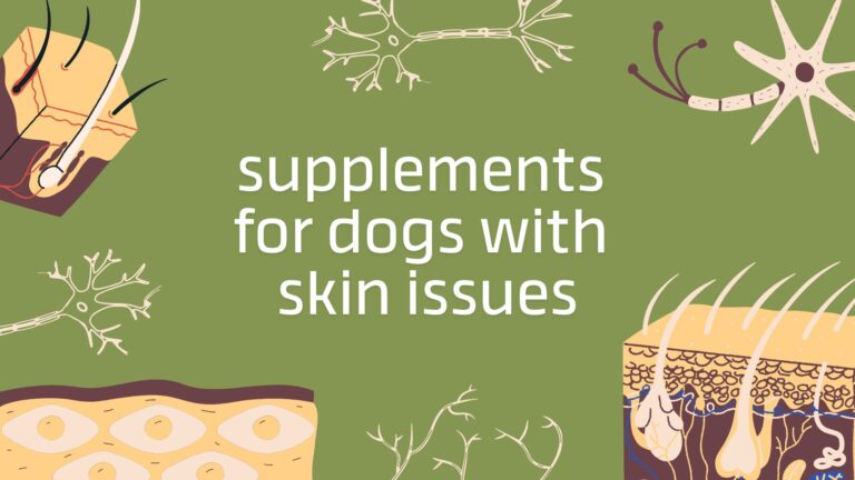 Supplements for Dogs With Skin Issues