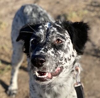 Muffin – CA – Deaf Dogs Rock