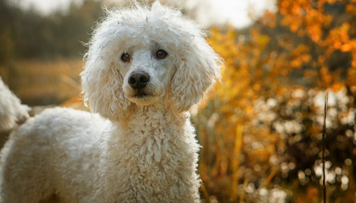 500 Cool Dog Names – Puppy Leaks