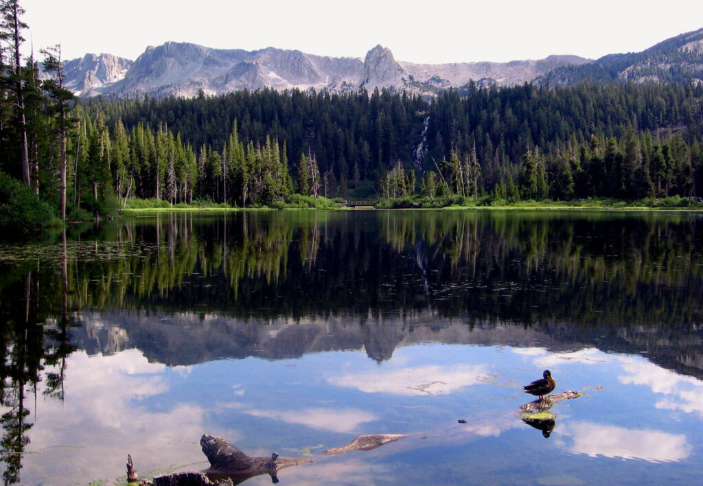 A Dog Friendly Guide to Yosemite – Off-Leash Rebels