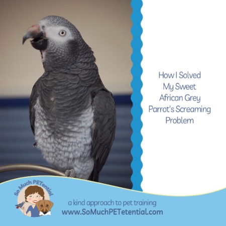 How I Solved My Parrot’s Screaming Problem
