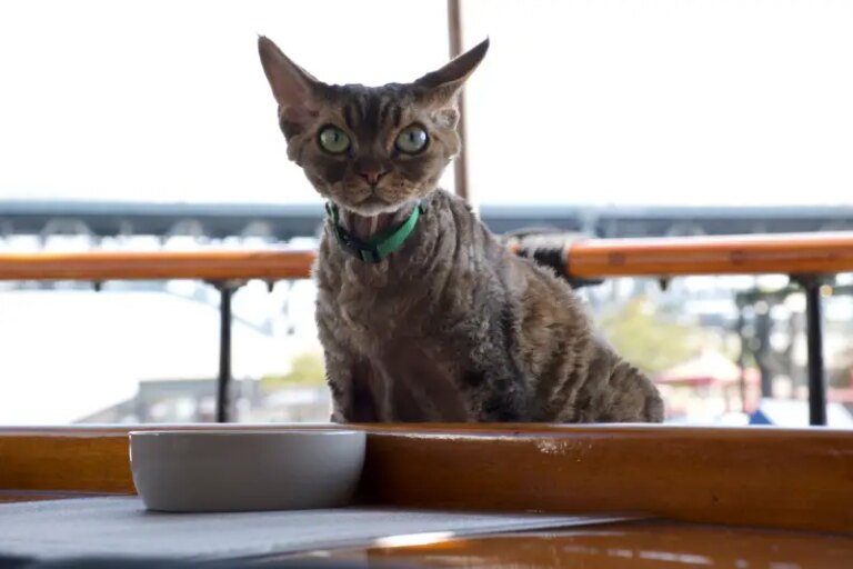 Meet Jonesy, TV’s Coolest Cat! – The Purrington Post
