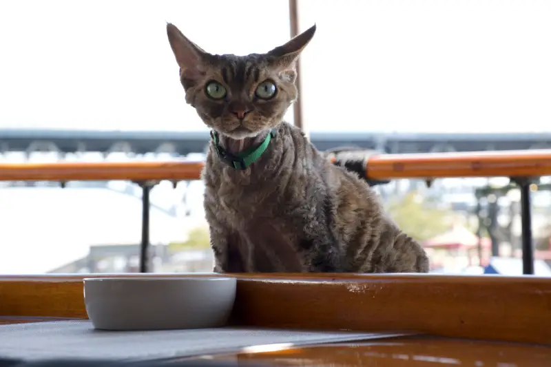 Meet Jonesy, TV’s Coolest Cat! – The Purrington Post