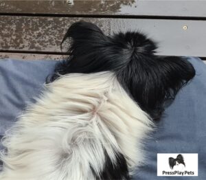 My Dog Has Cushing’s Disease! – Pressplay Pets
