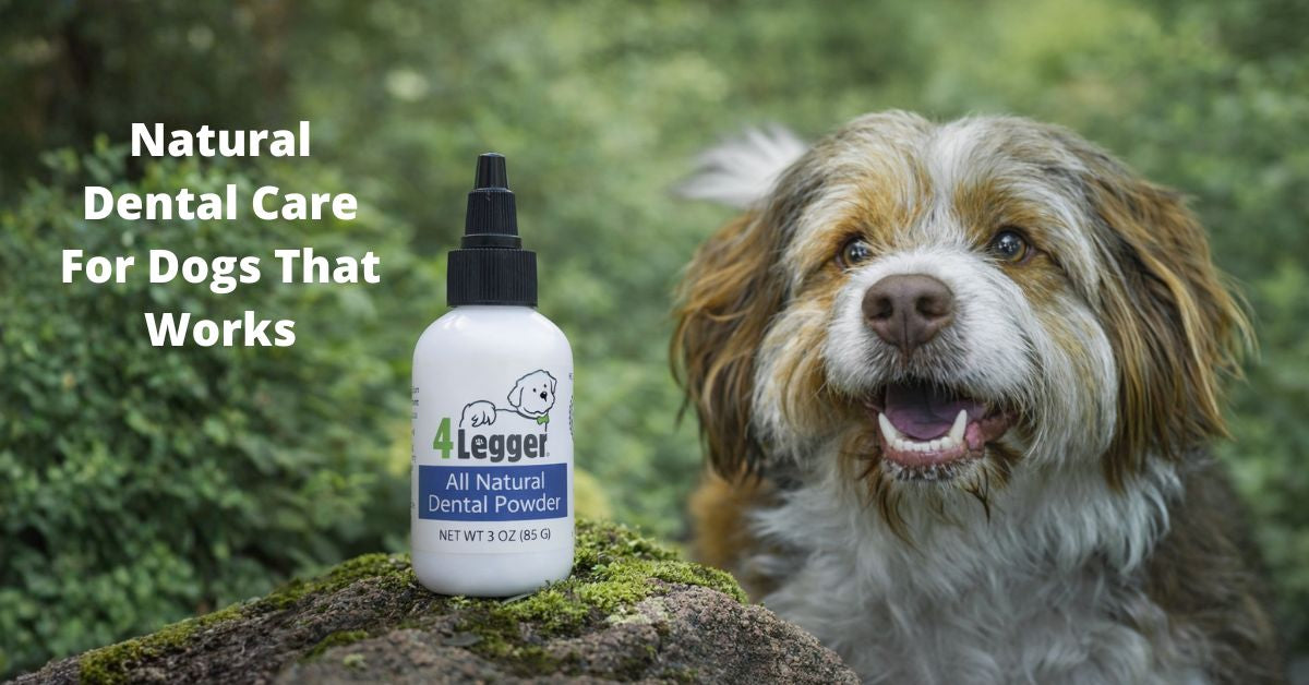 Natural Dog Dental Care That Works without Toxins
– 4-Legger