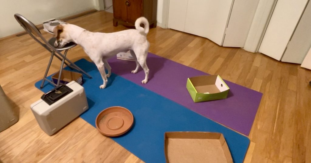 Nosework Revisited: Learning to Keep My Dog Safe