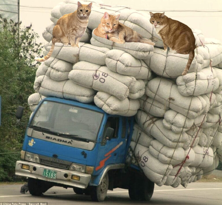SECOND THOUGHTS & THANKFULS – The Cat On My Head