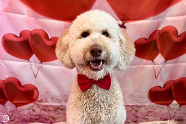 Show Your Dog Love this Valentine’s Day: Treats & Gift Ideas for Dogs