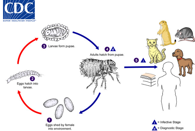The Ultimate Flea Prevention Guide When Facing An Infestation in Your Home