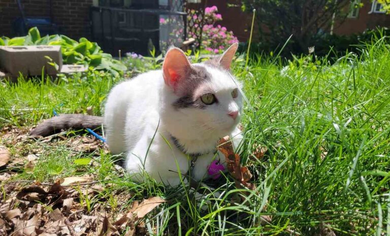 Top Tips for Keeping Indoor Cats Safe Outside