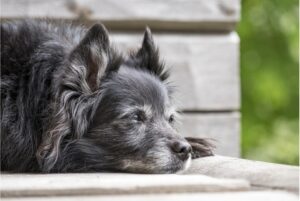 What is Cushing’s Disease? – Pressplay Pets