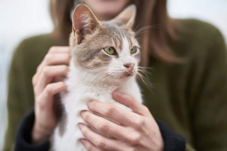 8 Effective Habits to Prevent Cat Diarrhea and Vomiting
