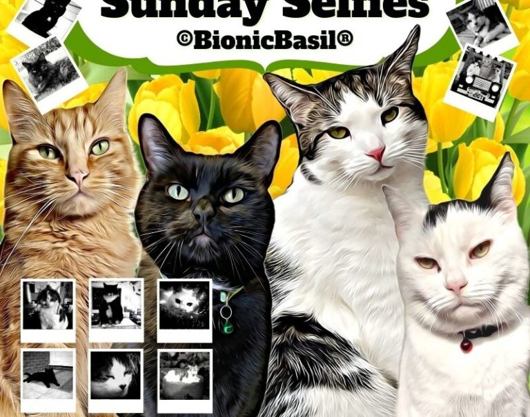 The Sunday Selfies and Caturday Art Blog Hops at BBHQ **FEATURING** Smooch’s Fluffy Selfie