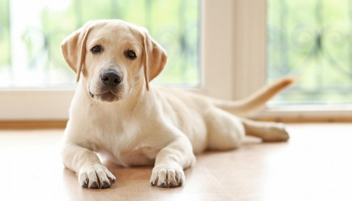 500 Mythology Inspired Dog Names