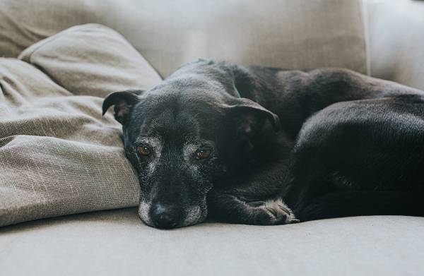 Aging Gracefully: How To Care For Your Senior Dog With Confidence And Compassion