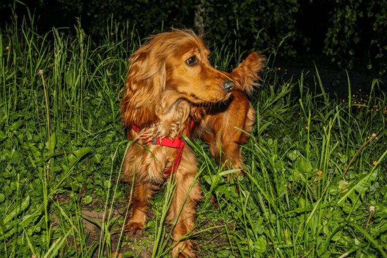 Complete Guide For Safely Walking a Dog at Night