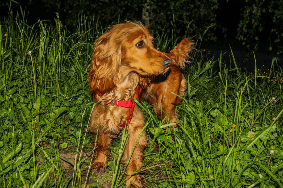 Complete Guide For Safely Walking a Dog at Night