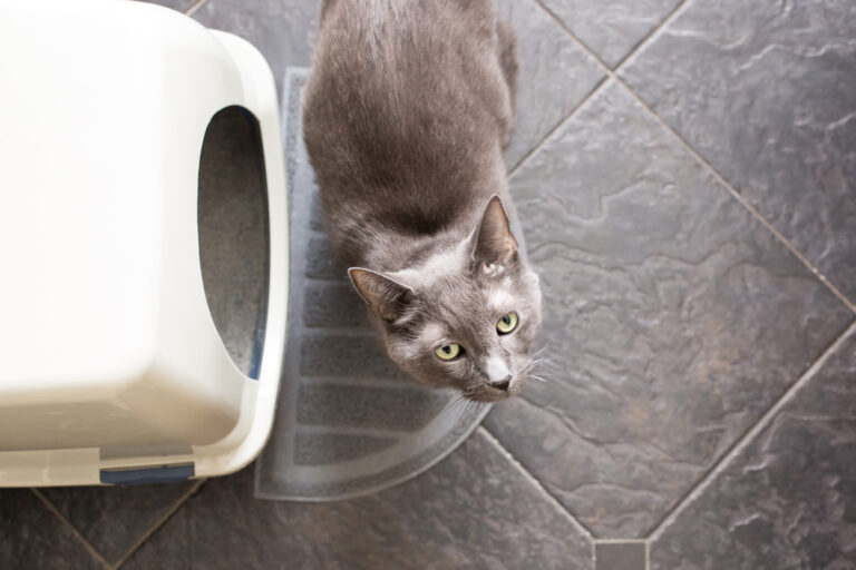 Why Your Cat’s Poop Smells Like a Biohazard