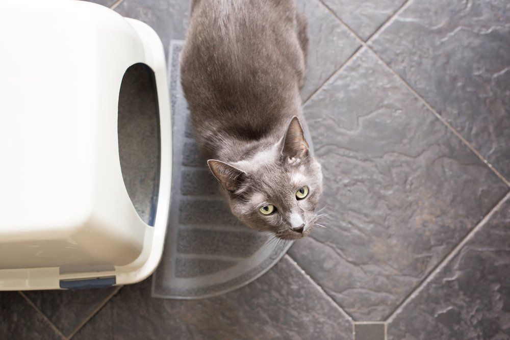 Why Your Cat’s Poop Smells Like a Biohazard