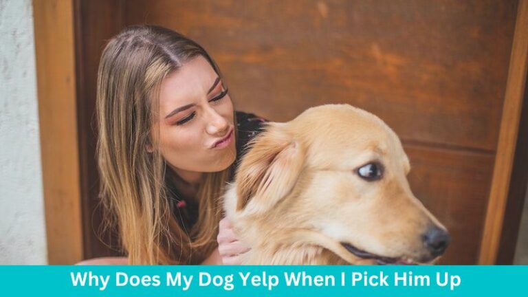 Why Does My Dog Yelp When I Pick Him Up?