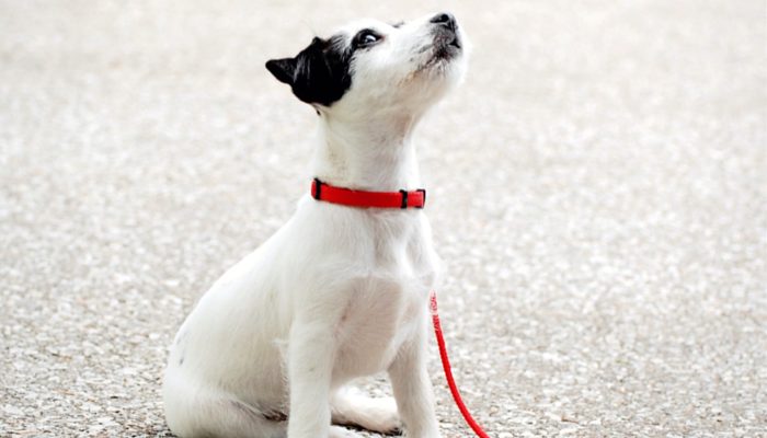 500 Korean Dog Names – Puppy Leaks