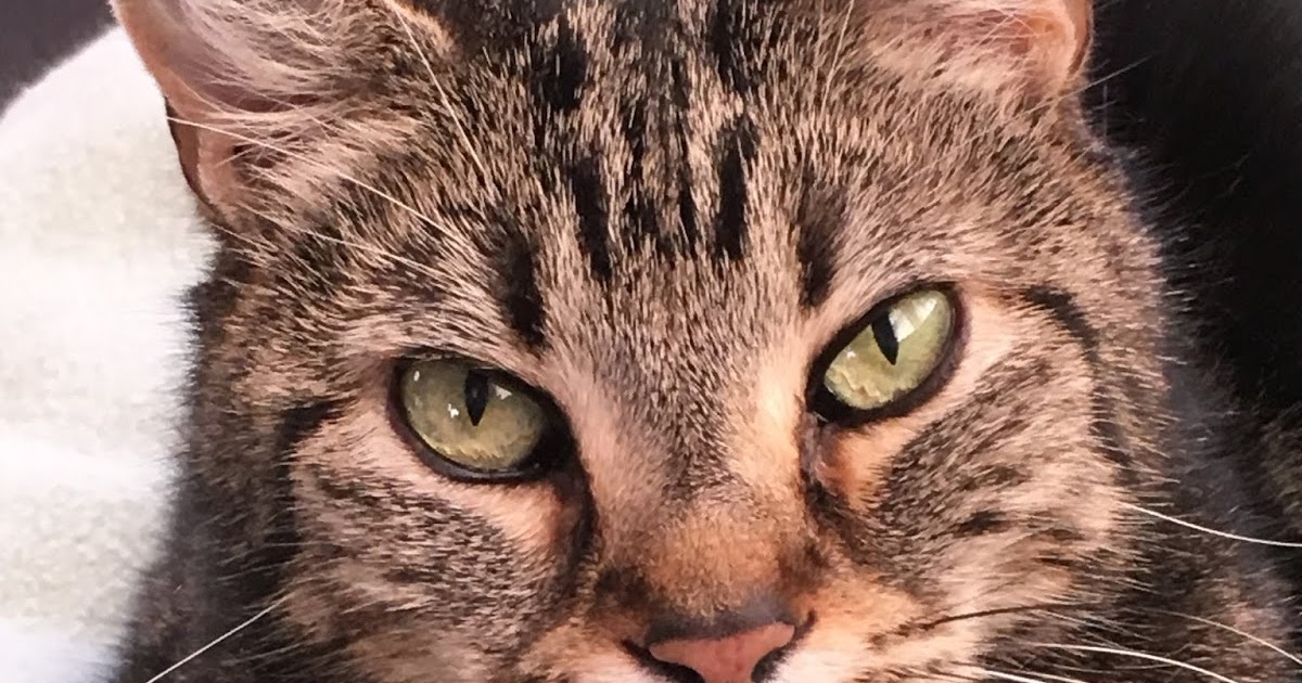 Feline Rescue Cat Tales: Chipmunks’ 11th Birthday!