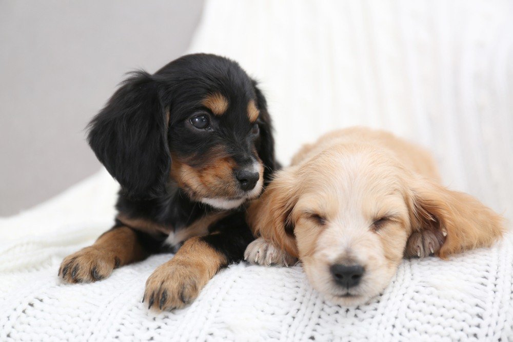 The Science Behind Colostrum for Dogs
