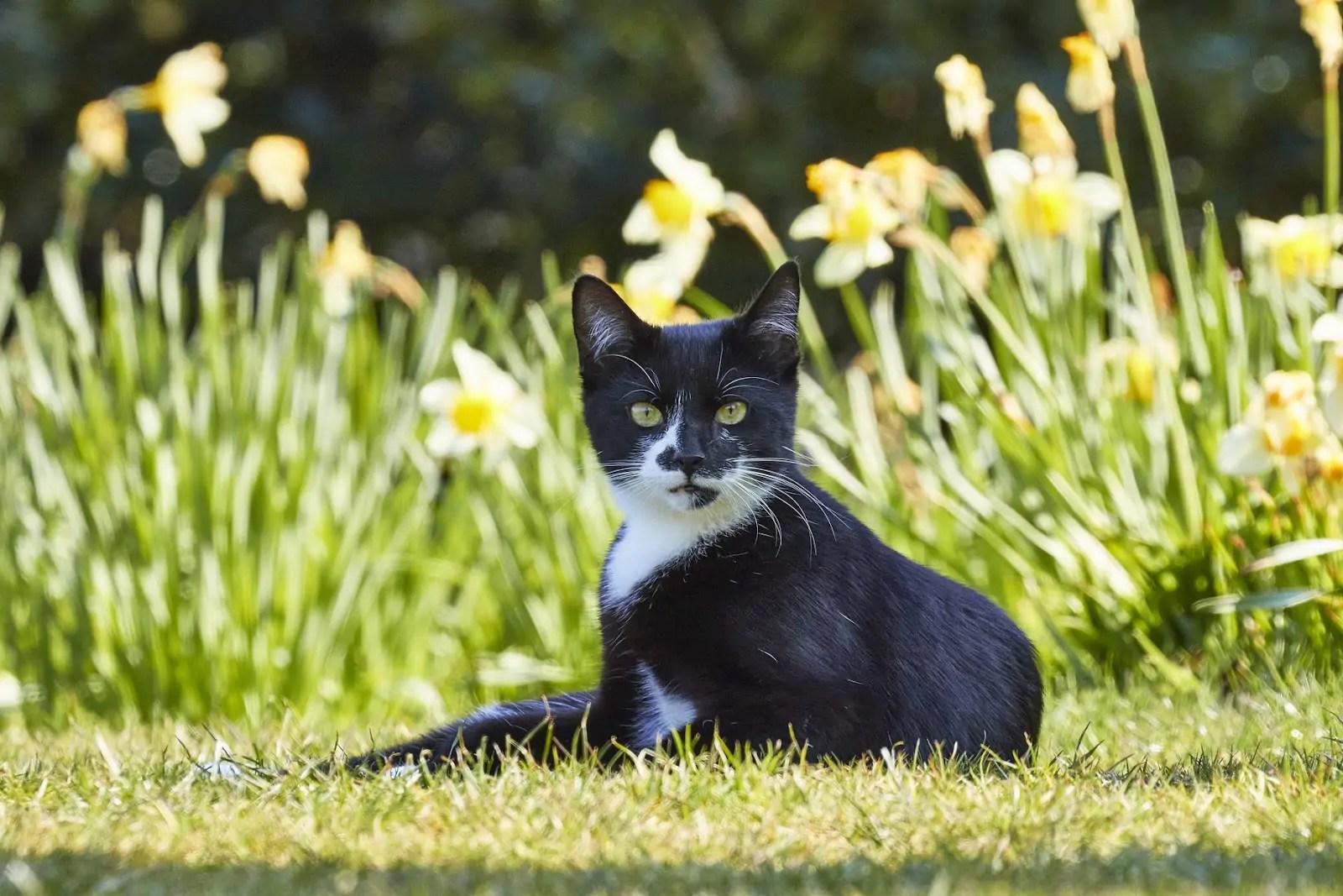 Why Lilies Can Be Fatal for Felines: RSPCA’s Pet-Friendly Mother’s Day Warning