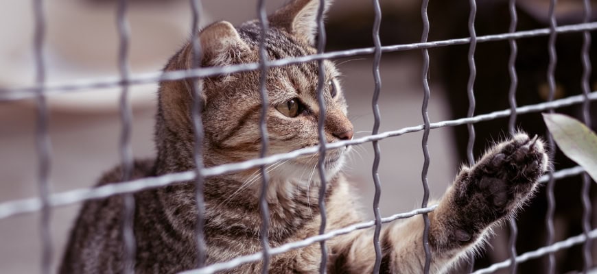 5 Reasons Why Your Cat Needs an Outdoor Enclosure