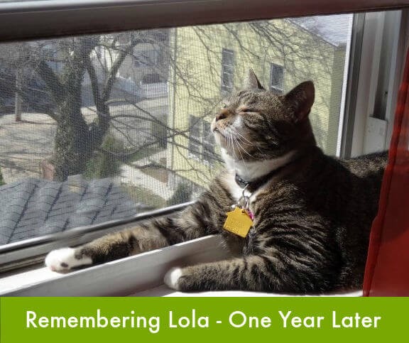A Year Without Lola | Lola The Rescued Cat