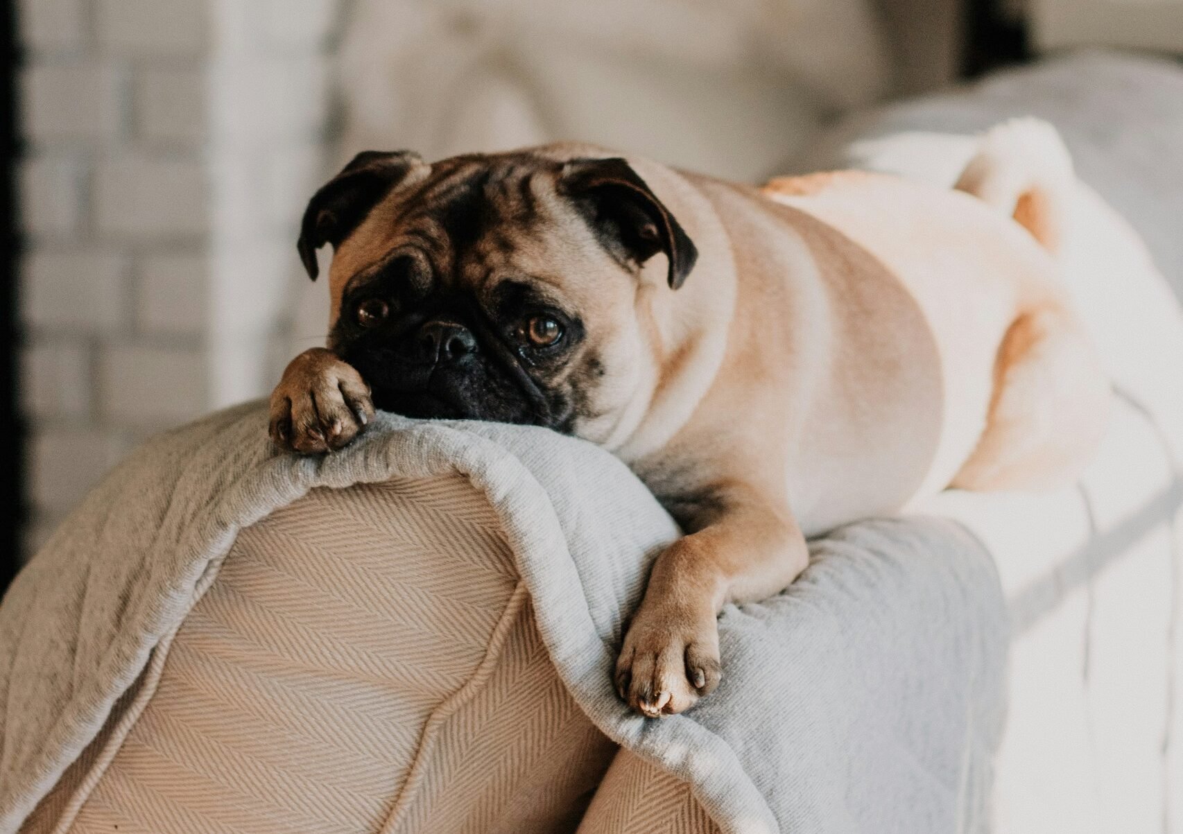 Busy Schedule? These 20 Dog Breeds Handle It Best