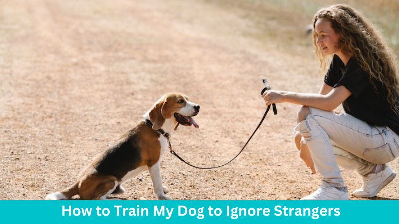How to Train Your Dog to Stay Calm Around Strangers (Step-by-Step Guide)