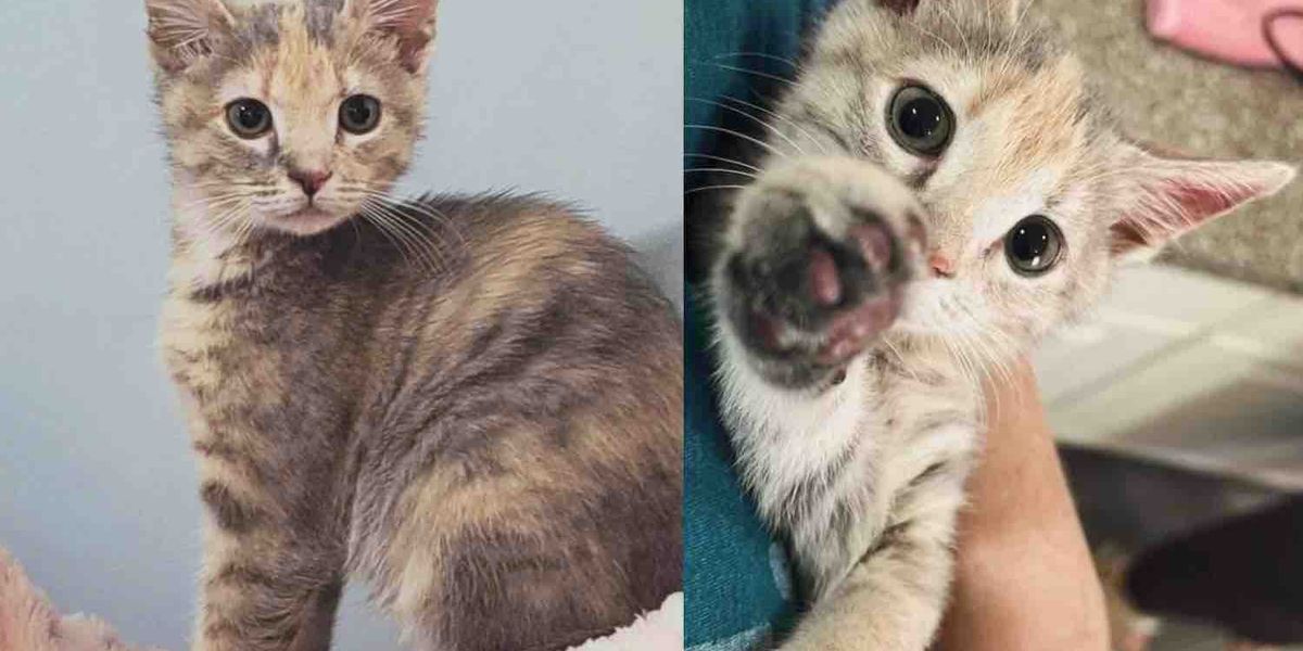 They Decide to Foster a Shelter Kitten, But the Young Cat Has Plans of Her Own When She Finds Her Person