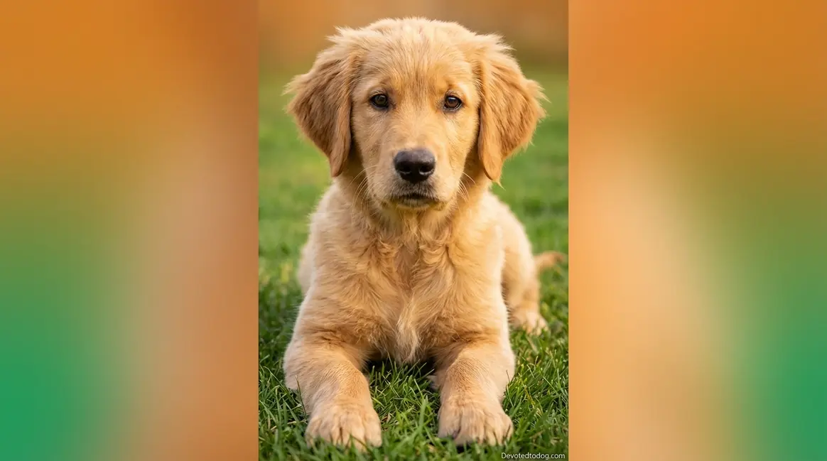 6 Month Old Golden Retriever: Survival Guide for Owners