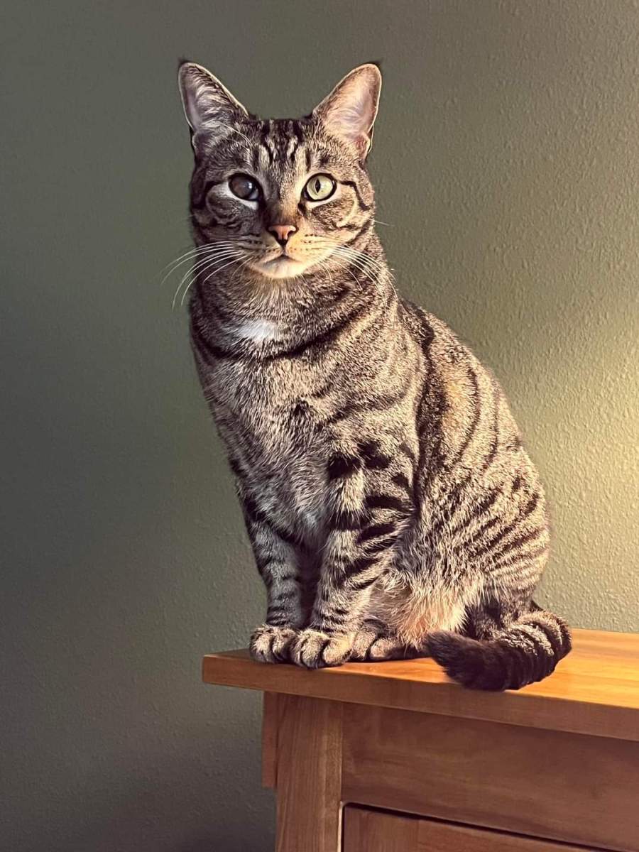 WILLIAM’S STORY: OVERCOMING TRAUMA | Mollie Hunt: Crazy Cat Lady Mysteries and more