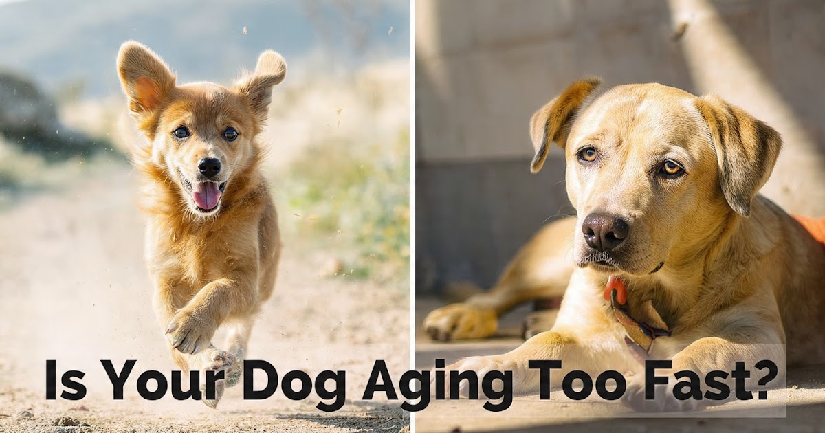 10 Subtle Clues Your Dog Is Aging Faster Than You Think